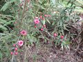 vignette Leptospermum scoparium Kiwi red au 04 05 09