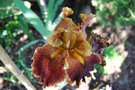 vignette Iris grand barbu Rustic Dance