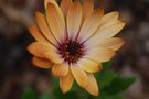 vignette Osteospermum Warembo Arwen