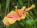 vignette Hibiscus rosea