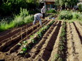 vignette plantation des aubergines,piments,courgettes et concombres