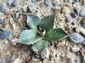 vignette agave parrasana