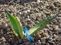 vignette agave salmiana 'crassispina'