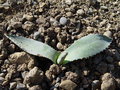 vignette Agave subsimplex