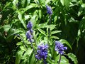 vignette sauge,  Salvia farinacea