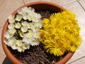 vignette les delosperma en pleine fleurs mai 2009
