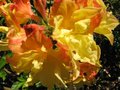 vignette Rhododendron boutydouble parfum gros plan2 au 07 05 09