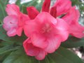vignette Rhododendron yakushimanum ar brug au 07 05 09
