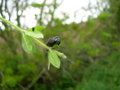 vignette Timarcha tenebricosa : larve, timarque, chrysomle noire, crache-sang, grande chrysomle europenne