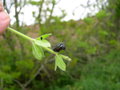 vignette Timarcha tenebricosa : larve, timarque, chrysomle noire, crache-sang, grande chrysomle europenne