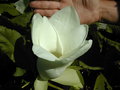 vignette magnolia macrophylla en fleur