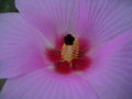 vignette Hibiscus mutabilis