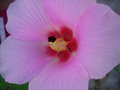 vignette Hibiscus mutabilis