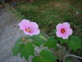 vignette Hibiscus mutabilis