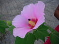 vignette Hibiscus mutabilis