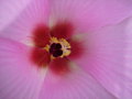 vignette Hibiscus mutabilis