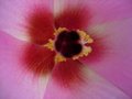 vignette Hibiscus mutabilis