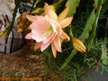 vignette piphyllum rose  pracox