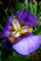 vignette Iris coeur d'iris sous la pluie