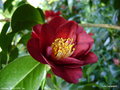 vignette Camlia ' BOB HOPE ' camellia japonica