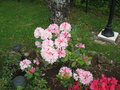 vignette rhododendron cote ouest