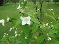 vignette debut de floraison de seringat