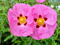 vignette Cistus x purpureus