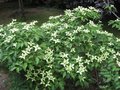 vignette Cornus kousa chinensis robert  ses dbuts au 08 05 09