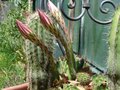 vignette Echinopsis subdenudata