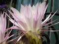 vignette Echinopsis subdenudata