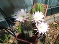 vignette Echinopsis subdenudata