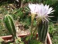 vignette Echinopsis subdenudata