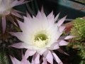 vignette Echinopsis subdenudata