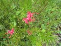 vignette Grevillea juniperina