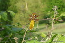 vignette Libellule dprime ( Libellula depressa) ♀ jeune