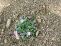 vignette erodium