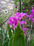 vignette orchide bletilla
