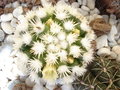 vignette Mammillaria vetula ssp. gracilis cv. 'Arizona snowcap'