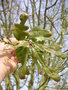 vignette Quercus hispanica 'Crispa'