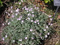 vignette Erodium x kolbianum