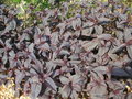 vignette Lysimachia ciliata 'Fire cracker'