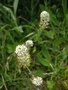 vignette Arabis hirsuta - Arabette ou alors Lepidium heterophyllum