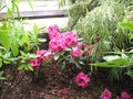 vignette Rhododendron midnight au 10 05 09