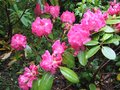 vignette Rhododendron Germania au 10 05 09 09