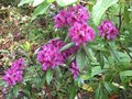 vignette Rhododendron Purple splendour au 10 05 09