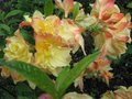 vignette Rhododendron boutydouble parfum gros plan2 au 10 05 09
