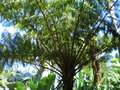 vignette Cyathea cooperi 2