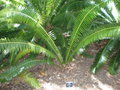 vignette Dioon spinulosum 1