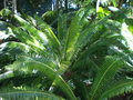 vignette Dioon spinulosum 2