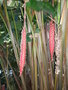 vignette Heliconia steyermarkii 2